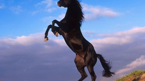 Năm Bính Ngọ tìm hiểu về các bài hát “Lý ngựa ô”