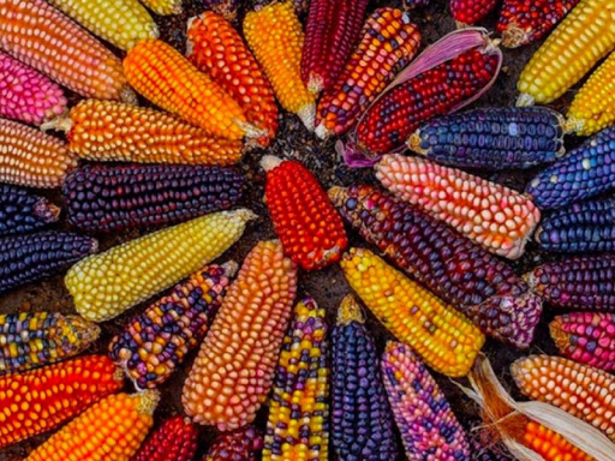 64 giống ngô bản địa Mexico